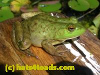 /home//u458753944/public_html/sourcegallery//Frogs/More bullfrogs/DSCN5473.JPG
